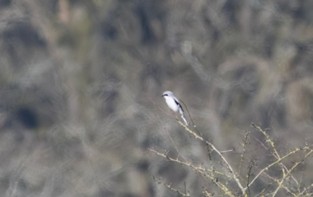Klapekster (Planken Wambuis). Foto van Bas Bijl.